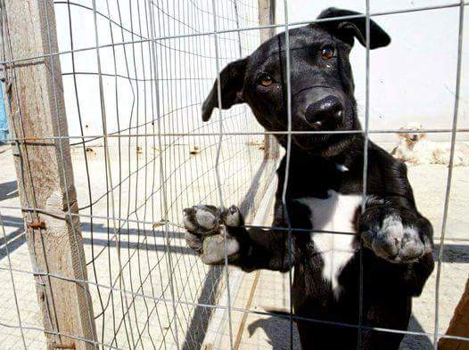 Tutela Degli Animali : Comune Di Castel San Pietro Romano